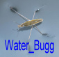 WATER_BUGG's Avatar